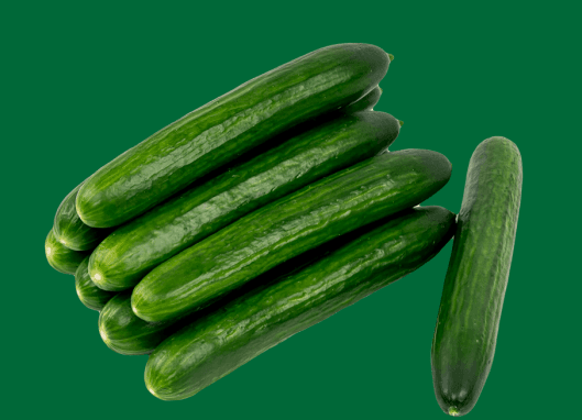 A fresh medium-fruited cucumber